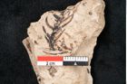 Foto (Detailansicht) von Araucaria sternbergii Goeppert (NHMW-GEO-2024-0188-8303)